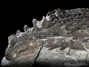 Grounds for Discovery features fossils discovered by regular people during the course of industry, including a new species of nodosaur, an armour-plated dinosaur.