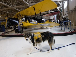 Wearing a dog parachute Second Chance Animal Rescue Society (SCARS) rescue dog Linus walks through the Alberta Aviation Museum during the re-opening of the 418 Squadron history gallery at the museum, in Edmonton Tuesday May 16, 2017. The parachute was made for the squadron's mascot Butch, who was adopted by the squadron in the mid-1950's. Photo by David Bloom