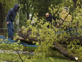 Toufeik Hussei, right, and his friend work to clear damage caused by a fallen tree near 109 Avenue and 74 Street during a storm in Edmonton on Wednesday, May 24, 2017.