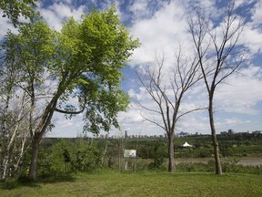 Two dead elm trees,
right, set to be removed next week, stand beside a live elm tree near Valleyview Drive and 91 Avenue in Edmonton on Friday, May 26, 2017.