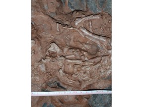 The small, semi-articulated skeleton of Baby Louie associated with a nest in China containing the largest dinosaur eggs ever found.