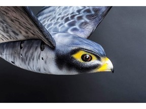 Edmonton International Airport will start using this falcon-shaped drone this spring as part of efforts to scare away birds that create flight hazards.