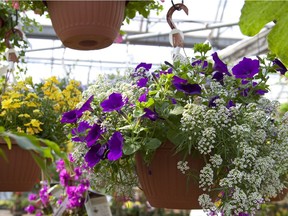 Hanging baskets can be a welcome addition to any yard, but learning the science behind them can help to ensure you get the most out of them during the growing season.
