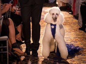 A pet wondering if looks as silly as it feels during its modelling debut at the Haute Dawg fundraiser Saturday Night at the Fairmont Hotel Macdonald