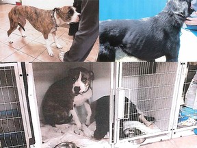 Photographs submitted as exhibits in a trial of Edmonton veterinarian Jun Yang, who faces animal abuse charges over allegations by his staff about mistreatment of two dogs in Yang's Edmonton clinic between August 2015 and April 2016.