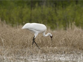 The whooping crane population in Wood Buffalo National Park is set to increase after 98 nests were recorded, according to the 2017 nesting survey by Parks Canada and Environment and Climate Change Canada.