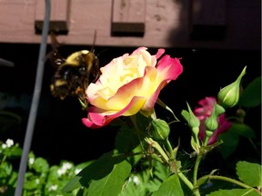 A bee stops on a rose.