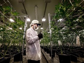 Canopy Growth Corp., which owns the marijuana growing facility above based in former Ontario chocolate factory as well as several other sites, plans to create Edmonton's first legal cannabis production plant.