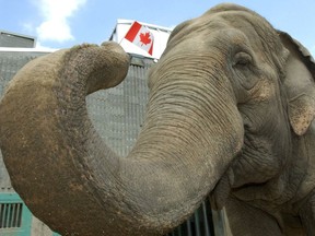 Lucy the elephant's birthday is celebrated on Canada Day at the Edmonton Valley Zoo.