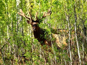 A Bull Elk is seen in the woods in Elk Island National Park east of Edmonton Alta. File photo.
