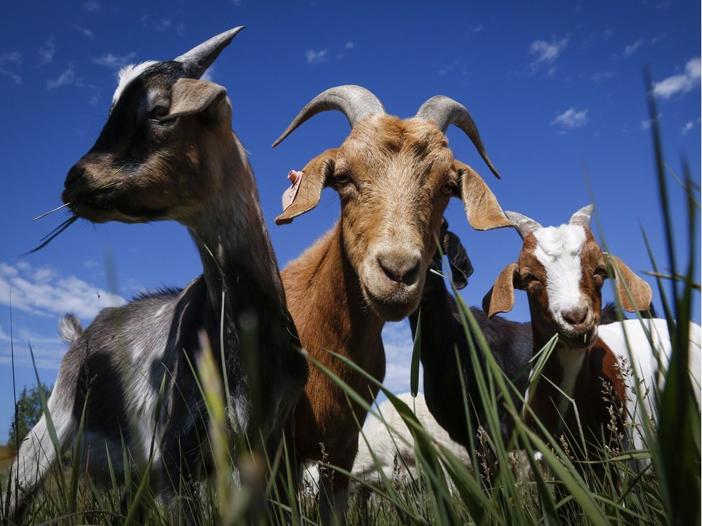 How a herd of trained goats could demolish the thistles of Rundle Park
