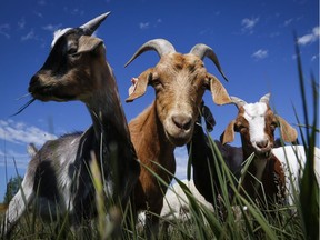 A herd of goats munch on grass and weeds at Confluence Park in Calgary.