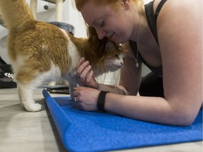 Barney the cat visits with Samantha Gaulin during cat yoga put on by YEG Yogi instructor Angie Clark at Cat Cafe on Whyte in Edmonton on Saturday, June 3, 2017. Ian Kucerak / Postmedia