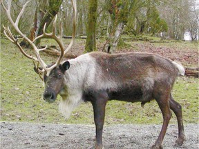 Municipalities in northwestern Alberta are concerned plans to protect caribou ranges in the province could hurt local industry.