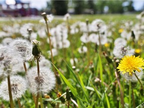 Dandelions gone to seed fill a community field.