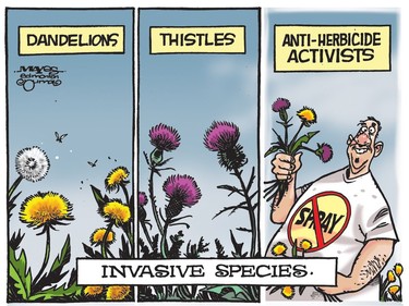 Like dandelions and thistles, Anti-Herbicide Activists are an Invasive Species.
Malcolm Mayes