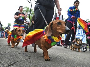 Dachshunds decked out in their colours at the colourful annual Pride Parade which wound its way along Whyte Ave. to 104 St. in Edmonton, June 10, 2017. Ed Kaiser/Postmedia (Standalone Photo)