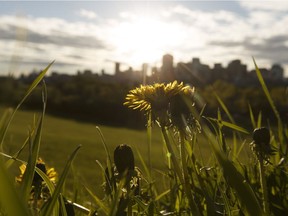 Dandelions grow in the grass on the hill at Gallagher Park in Edmonton, Alta. on Thursday, May 25, 2017.