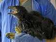 This five-week-old bald eaglet, named Dobi after the man who found it, was rescued when high winds downed the tree it was in near the Strathcona Riverside Nature Trail on June 27, 2017, destroying the nest and killing three other eaglets. It is recovering at the Alberta Society for Injured Birds of Prey.