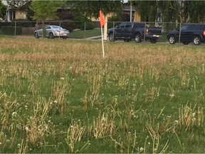 A soccer field in Kenilworth dotted with dandelions.