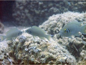 The pulcher, above, is a species of cichlid fish that University of Alberta researcher Pete Hurd says is a social breeding species much like a lion pride.