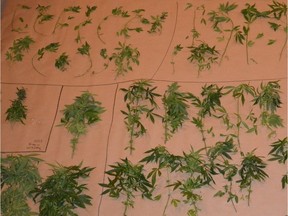 Fairview RCMP seized 53 marijuana plants from a grow operation in rural northwestern Alberta on June 10, 2017.