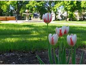 Red and white Canada 150 tulips are blooming in 73 flower beds in neighbourhoods across Edmonton.