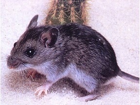 The deer mouse is a common carrier of hantavirus, a potentially fatal airborne illness.
