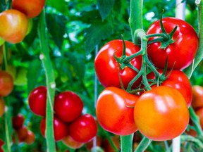 Keep your tomatoes healthy during the growing season by avoiding temperature swings and maintaining proper moisture levels.