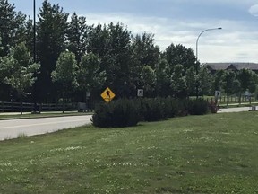 Bushes obscure a marked crosswalk on Suder Greens Drive where Wanda Draginda was hit and killed on June 19, 2017.