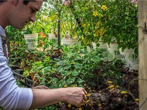 Chef Scott Downey is opening a new restaurant called The Butternut Tree in the Oliver area.