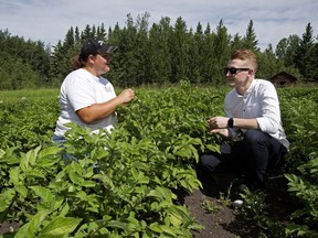 Vesta Gardens' Deb Krause and chef Ben Staley chat in a potato field at the small farm near Thorhild.