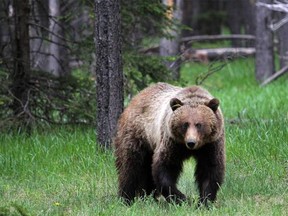 A young female grizzly is released after being collared and tagged with number 148 in Banff National Park on June 12, 2014.