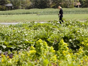 The Green and Gold Garden is at the University of Alberta farm.