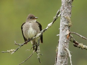 A new plant to slow the decline of Jasper National Park's olive-sided flycatchers is being criticized for being vague and too reliant on incidental sightings.
