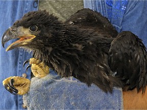 Fve-week-old bald eagle chick Dobi was rescued when high winds downed the tree it was in near the Strathcona Riverside Nature Trail.