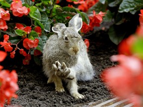 While bunnies can be cute, they pose a threat to unprotected gardens and flowers.
