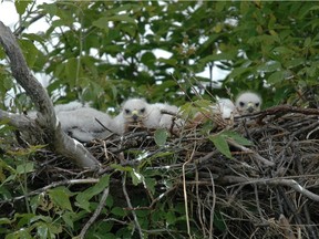 Nestlings of the threatened ferruginous hawk species have been attacked on multiple occasions by raccoons and owls which could be a cause of their population.