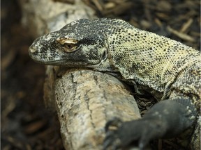 Komodo dragon Saphira basks in her enclosure at the Edmonton Valley Zoo in Edmonton on Wednesday, July 12, 2017. Two dragons are on loan from the Calgary Zoo until the fall.