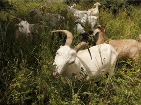 Goats eat noxious weeds in Rundle Park as part of the GoatWorks project through the City of Edmonton and Baah'd Plant Management in Edmonton on Saturday, July 15, 2017.