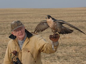 Richard Fyfe displays Lady, the last peregrine falcon he flew. Fyfe ran a recovery program that helped save the peregrine falcon from extinction.