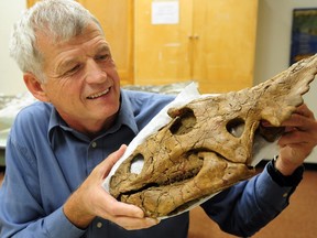 Philip Currie, Canada Research Chair in Dinosaur Paleobiology at the U of A Dino Lab with the baby Chasmosaurus in January 2013.