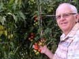 Brian Heidecker checks on two heirloom tomato varieties -- orange zinger and golden oxheart -- in anticipation of the Edmonton Horticultural Society's Tomato Extravaganza, taking place on Tuesday, August 29 from 2-8 p.m. at The Enjoy Centre in St. Albert.