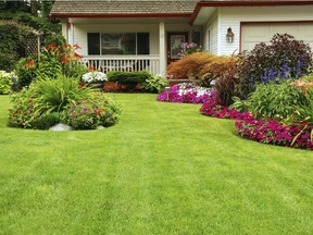 Pesticides can be effective at eliminating quackgrass, but can damage the surrounding lawn and plants. Gerald Filipski recommends fertilizing and watering regularly.