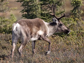 A caribou browses in wetlands in Kenai, Alaska, in this Sept. 6, 2012, photo.