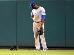 Kansas City Royals center fielder Lorenzo Cain watches as a cat runs past during the sixth inning of the team&#039;s baseball game against the St. Louis Cardinals on Wednesday, Aug. 9, 2017, in St. Louis. (AP Photo/Jeff Roberson)