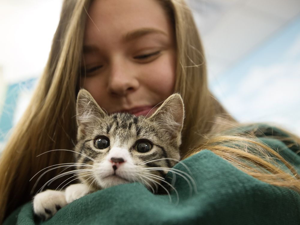Even during breeding season, cat capacity regulated at Edmonton Humane