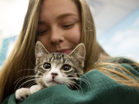 Celine Sauze visits with a kitten in the adoption area of the Edmonton Humane Society, 13620 163 St., in Edmonton Tuesday Aug. 15, 2017.