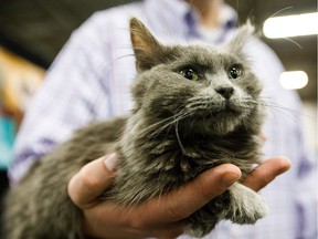 A 12-week-old domestic longhair cat named Max is seen at Infinite Woofs Animal Rescue Society during the Pet Expo at the Edmonton Expo Centre in Edmonton, Alta., on Saturday, Jan. 28, 2017.