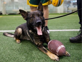 Police Service Dog Fallon enjoys a football during Edmonton Eskimos practice at the Commonwealth field house in Edmonton on Tuesday, Aug. 1, 2017.